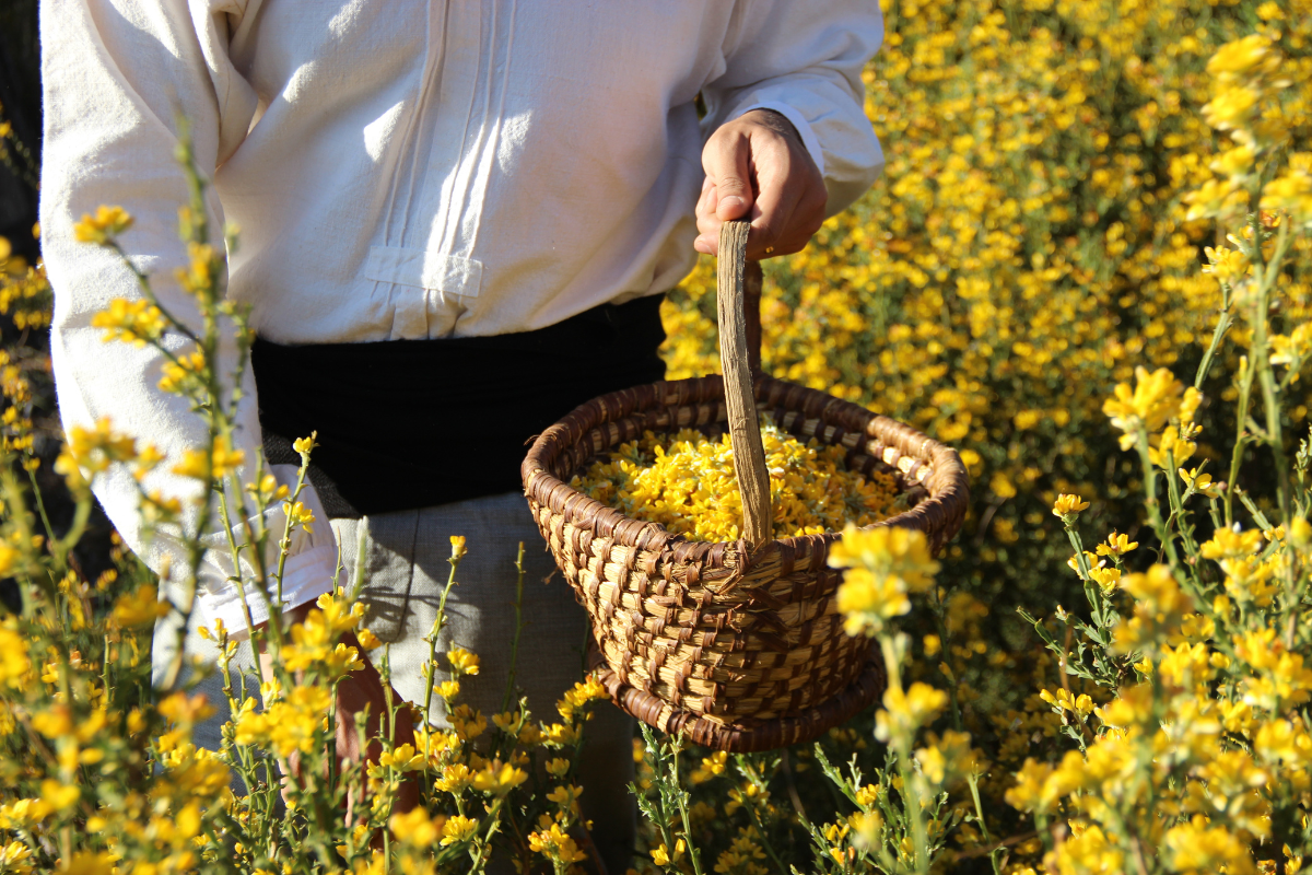 Opening of the exhibition carqueja in the daily life of várzea de calde