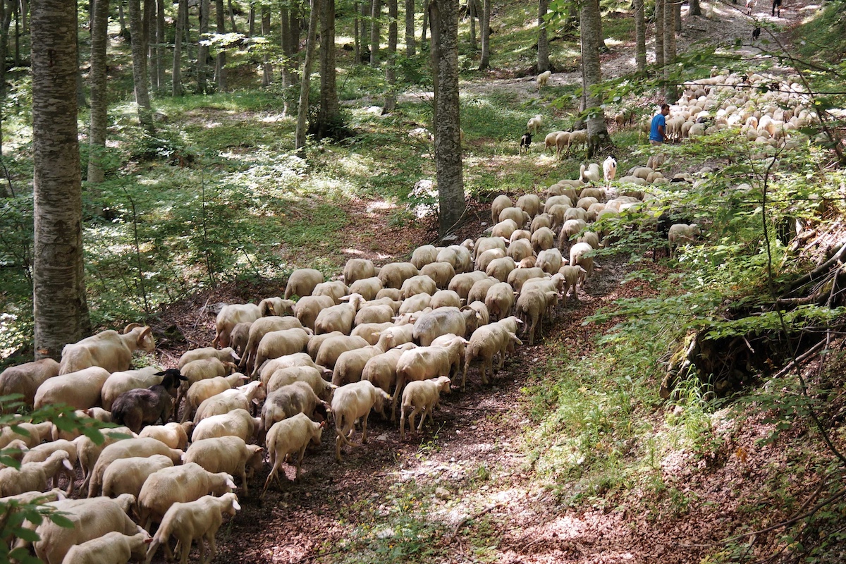 Loc Proiezioni Transumanza 1200x800