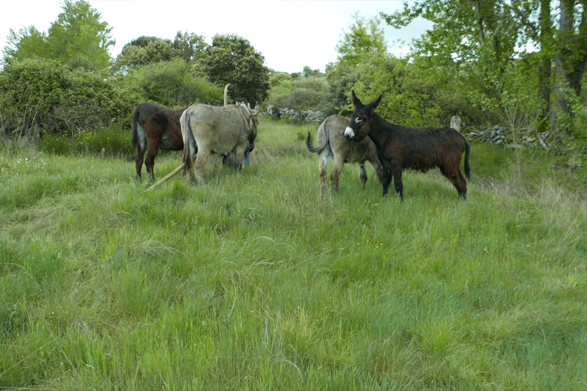 A Donkey Tale