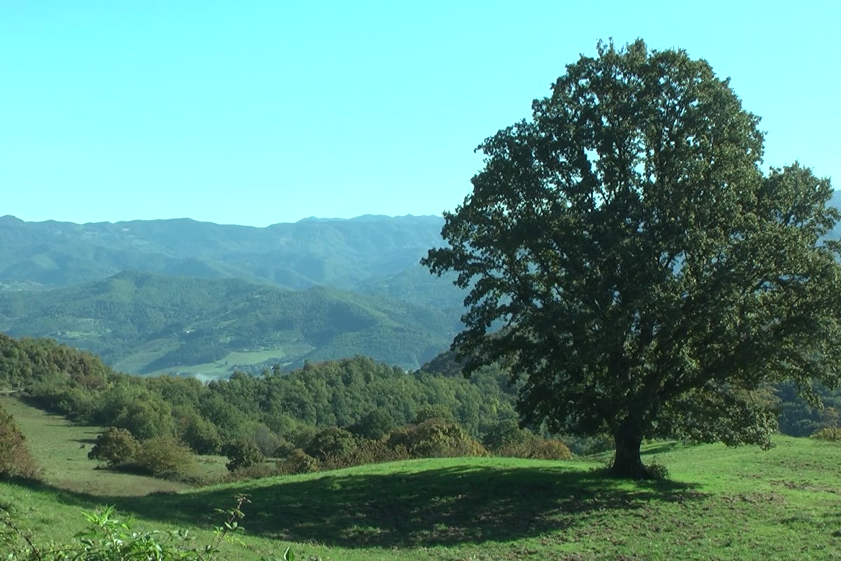 Children and teenagers learn traditional music by ear in Rufina